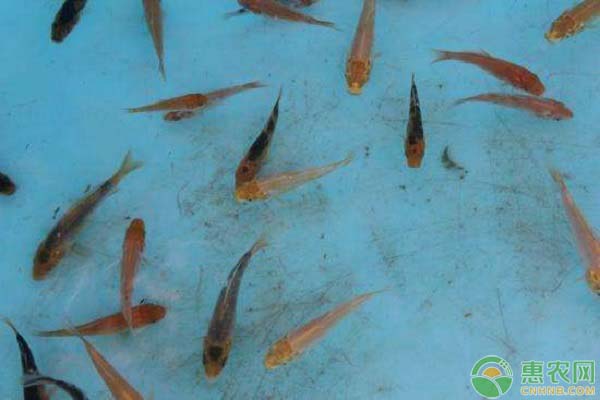 鱼苗放养后多久可以钓鱼,鱼苗放养技术