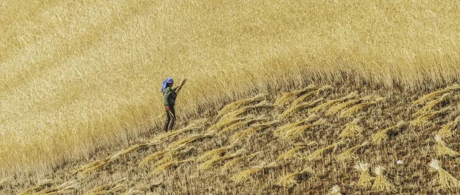 小麦胚芽能降血脂降血糖吗,小麦胚芽适合三高人群吗