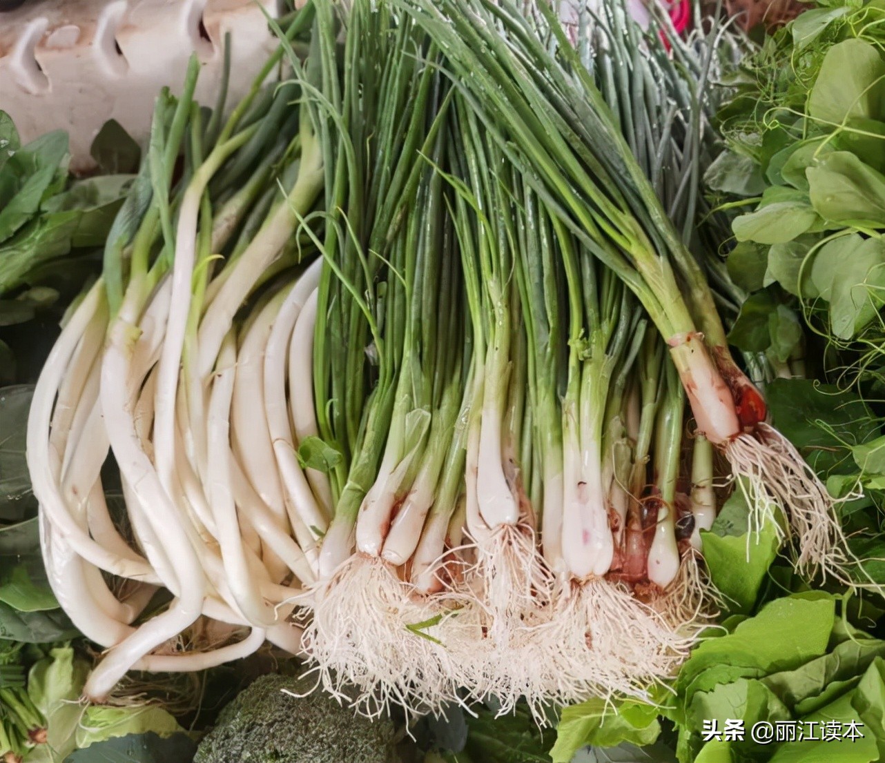 瓜瓜豆豆的视频,瓜瓜豆豆视频