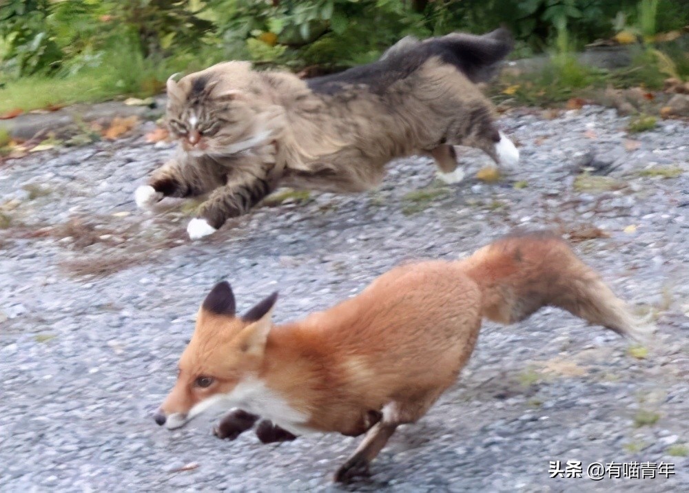 俄罗斯猫敢惹吗,俄罗斯猫有多凶猛