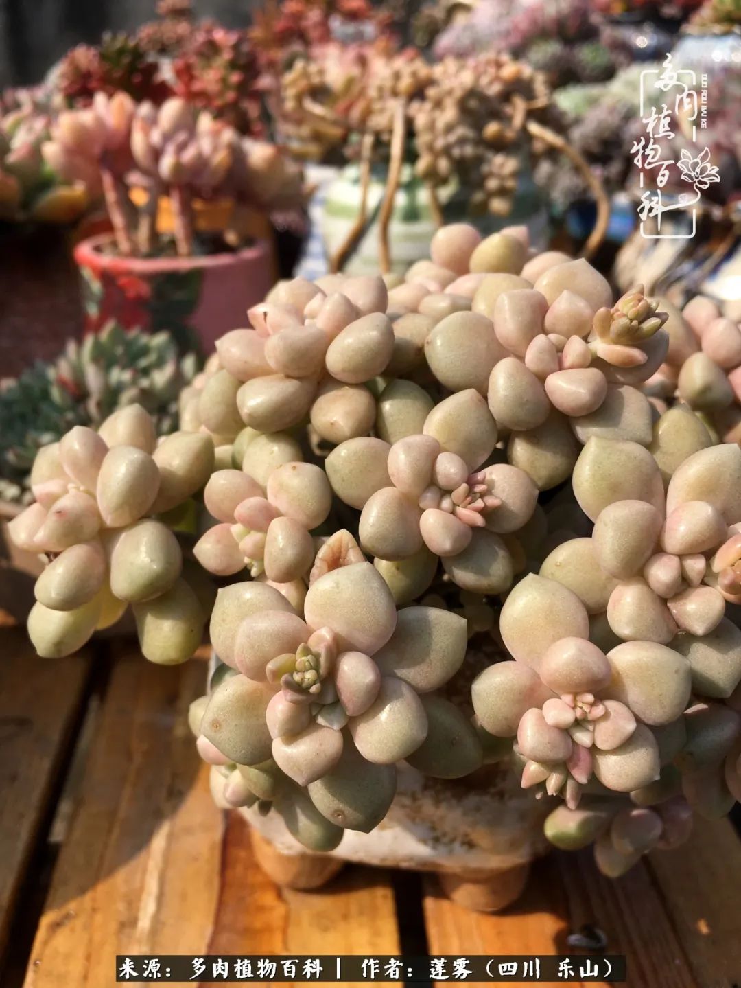 治愈系多肉精灵,初冬携一抹暖阳与多肉相伴