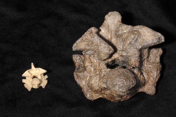 地球曾出现十大最大的蛇,地球有史以来最大的蛇