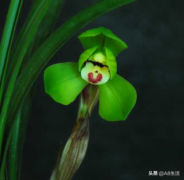 每日一品中药材,每日一品隶书作品