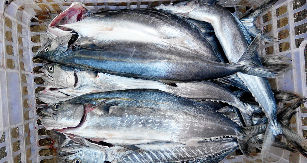 哪些海鱼好吃不上火,哪些海鱼好吃营养好性价比高