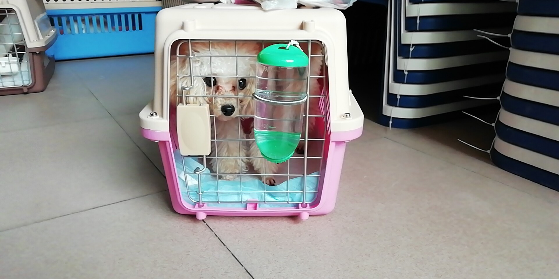 宠物托运后怎么照顾猫猫,宠物托运安全吗有人照顾吗