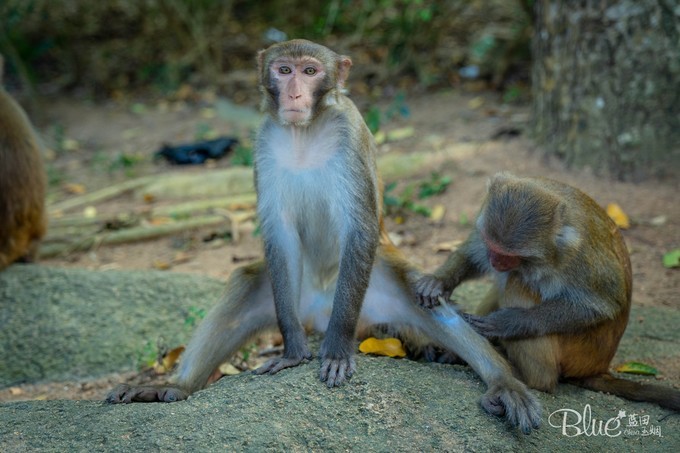 南湾岛猴王,海南南湾猴岛的猴王争夺战