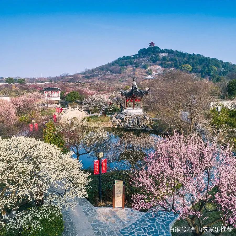 苏州西山网红打卡地樱花,苏州西山风景区有什么好玩的地方