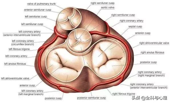 心脏说明书,这份通俗易懂的心脏说明书请收好