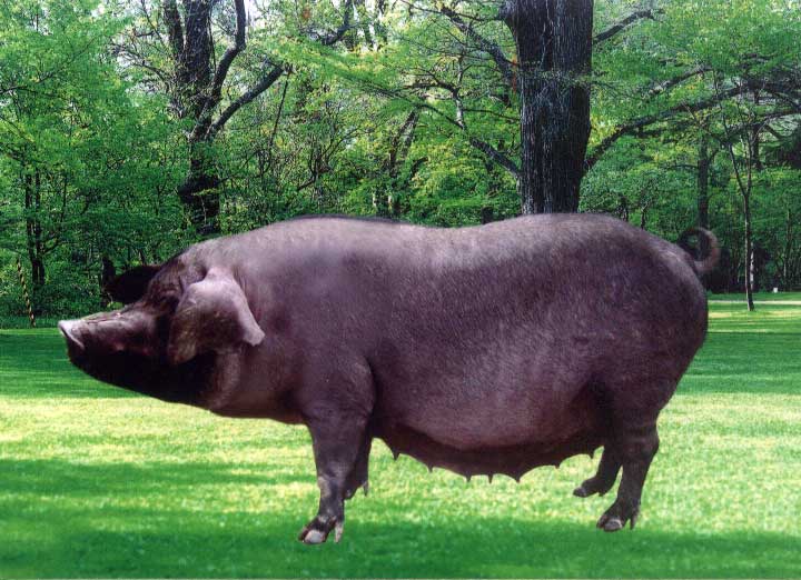 女人梦见小黑猪是胎梦吗,准妈妈梦到自己生了女儿