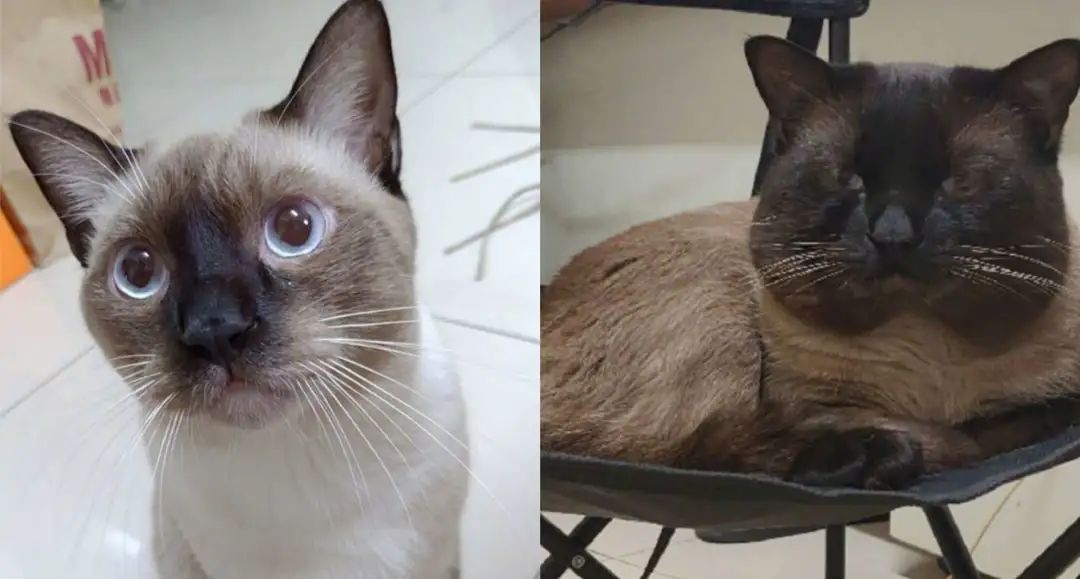 煤老板爆红完整版,煤老板ins