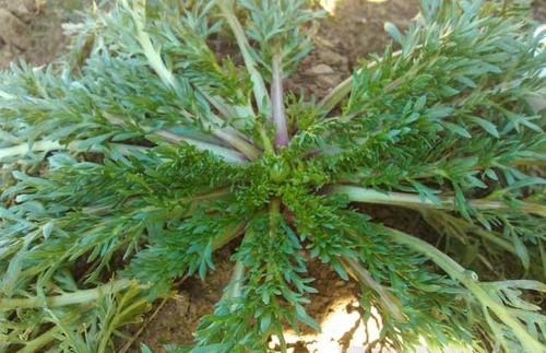 南美人参玛卡,南美玛卡云南玛卡区别