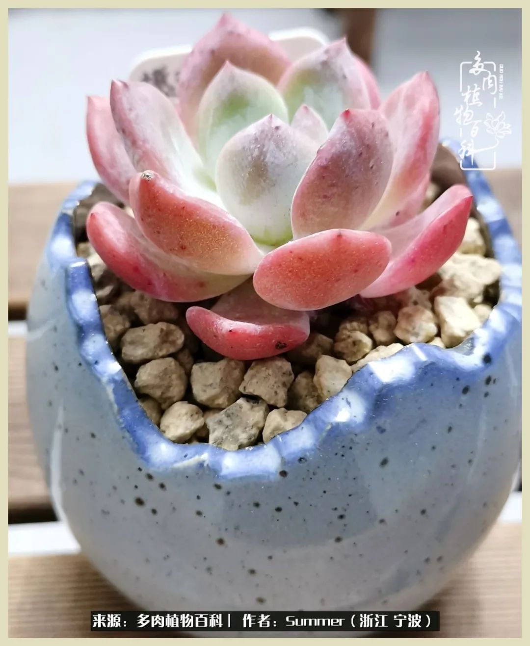 多肉小白新手入门,多肉新手上路请多指教