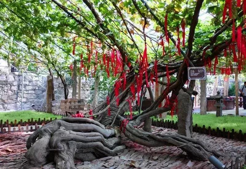 葡萄小镇攻略,长安区南寨西村太阳葡萄小镇