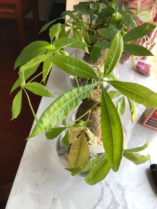 发财树叶子发黄是什么原因导致的,发财树叶子发黄是缺什么营养