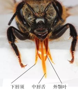 咬人的虫子跟蚂蚁相似,相似于毛毛虫又会咬人的虫子