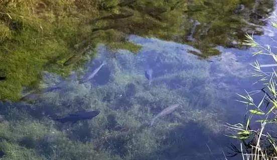 为什么河里水草多钓不到鱼,有水草一定要钓水草边吗