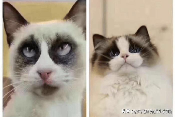 黑心商家曝光猫贩子,猫贩子骗局