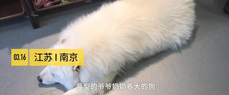 狗狗萨摩耶生病前照,得糖尿病的狗萨摩耶