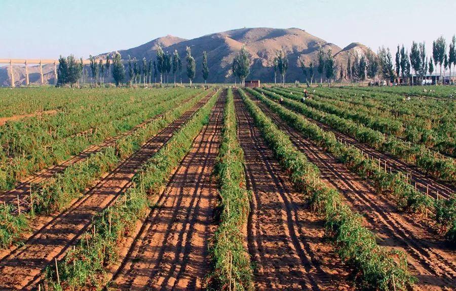 枸杞该怎么喝是正确的,枸杞怎样喝不会上火