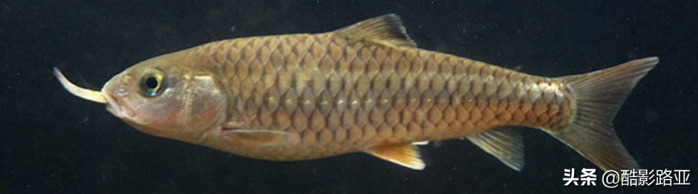 路亚鱼种对应假饵和钓法,新手钓路亚建议什么竿