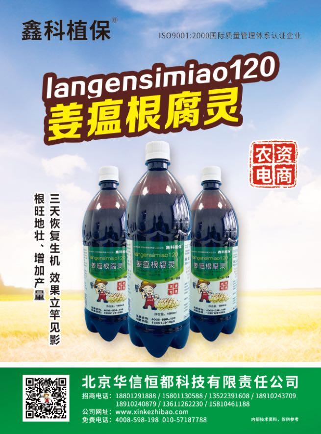 预防大姜烂脖子姜瘟用什么药好,大姜姜瘟从发病到死亡几天