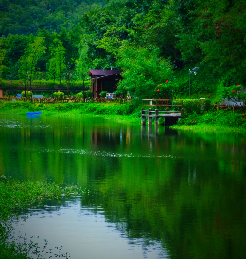 云浮南山森林公园锦鸡,云浮南山森林公园航拍