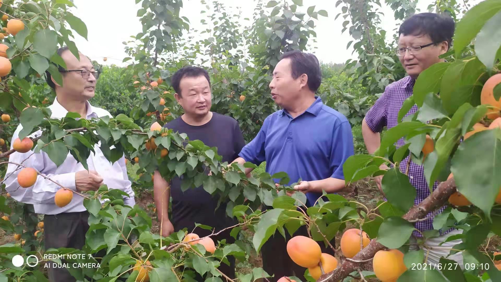 新品种黄金蜜7号,黄金蜜0-5号品种