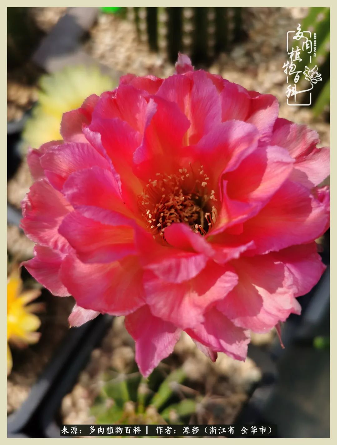 仙人球开花并散发着香味,仙人球花盛开吐露芬芳