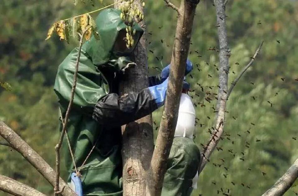 马蜂窝被打掉后马蜂会攻击人吗,马蜂窝被捅怎么让马蜂继续存活