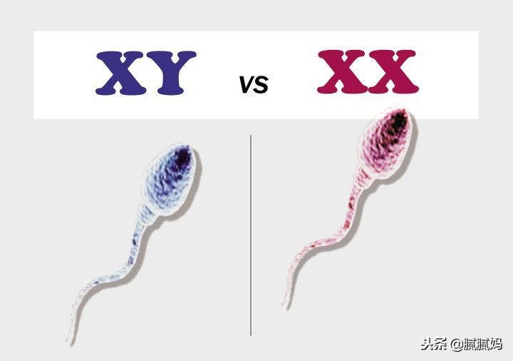 辟谣：生男生女有了这些方法随便怀？其实这真不是可以人为控制的