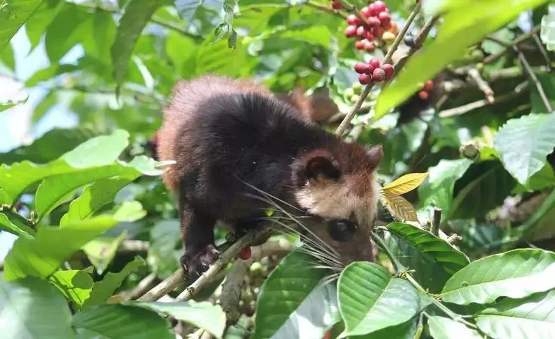 猫屎咖啡真的是用猫屎做的吗,市面上普通的猫屎咖啡是真的吗