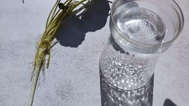 乱花渐欲迷人眼好在哪里,乱花渐欲迷人眼怎么样