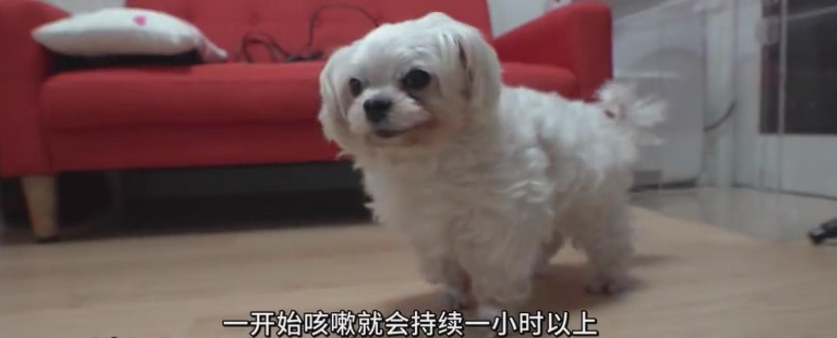 狗狗咳嗽不停可以怎么快速解决,狗狗咳嗽没力气