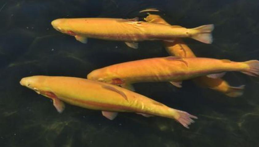 金条是小黄鱼还是小金鱼,小黄鱼金条和大黄鱼金条的区别