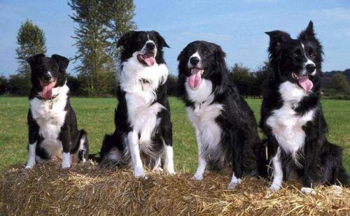 为什么边牧当不了导盲犬,为什么说边牧的智商排第一