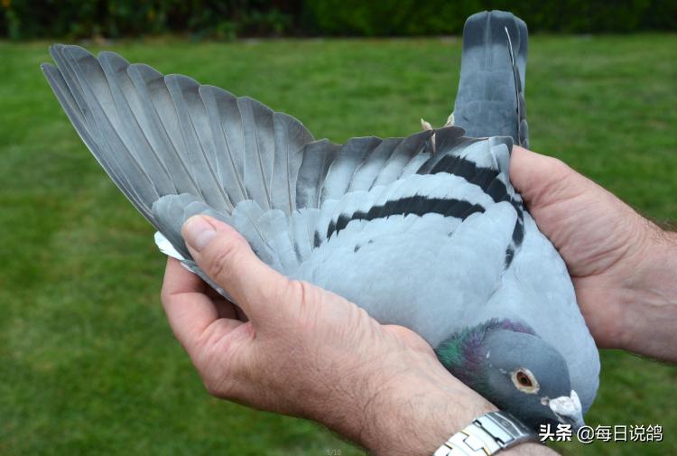 马赛夺冠,马赛夺得欧联杯亚军