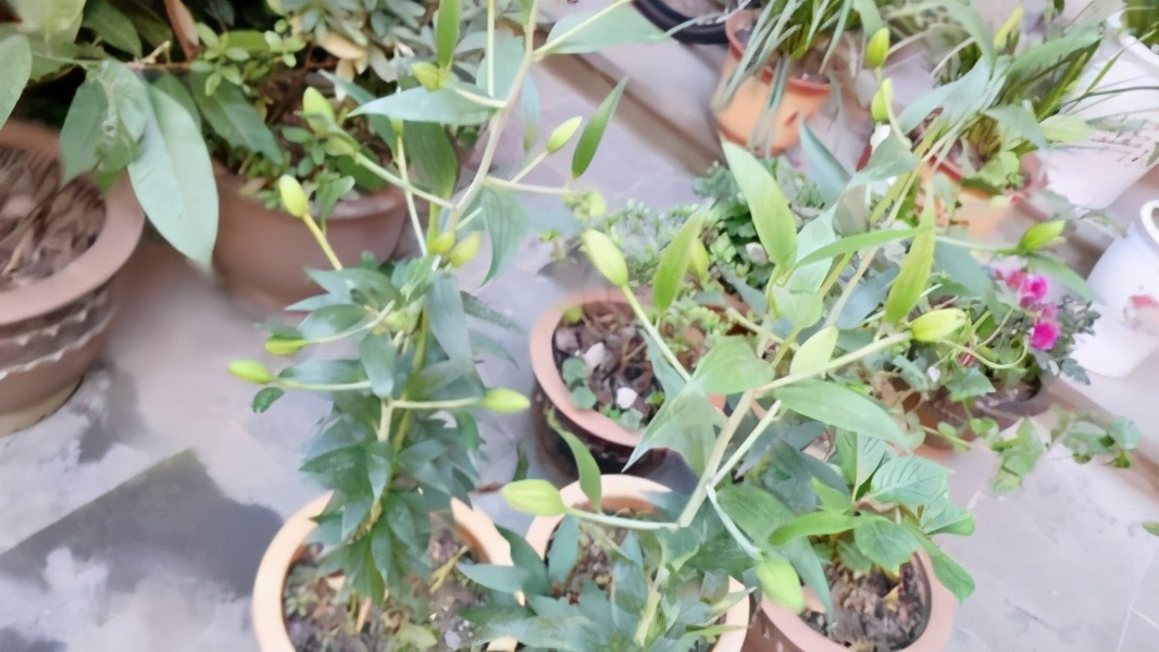 百合花枝不开花怎么回事,百合花是在几点开花和几月开花