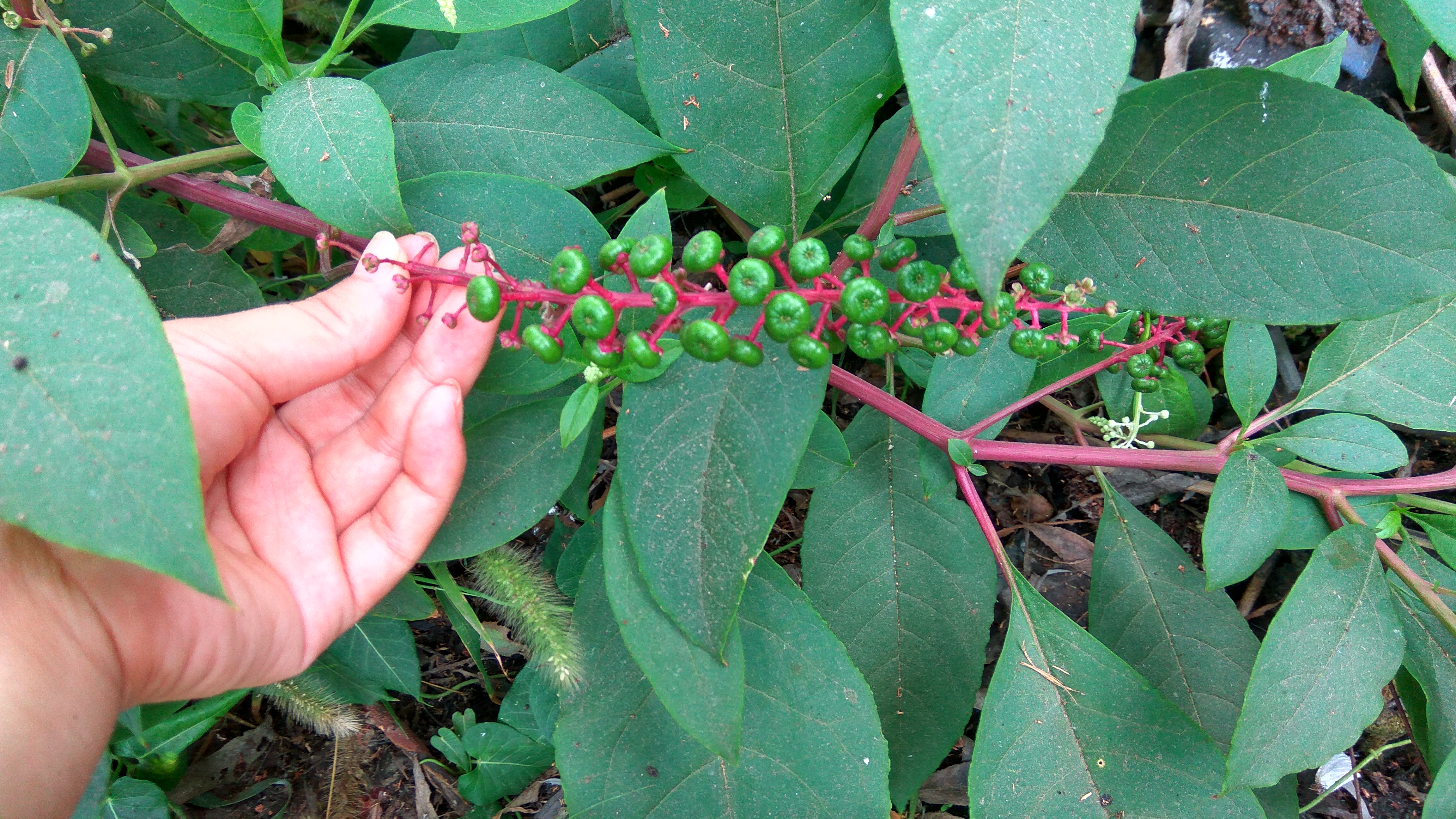 为什么那种高楼层的水泥地会长草？这些草是怎么来的？