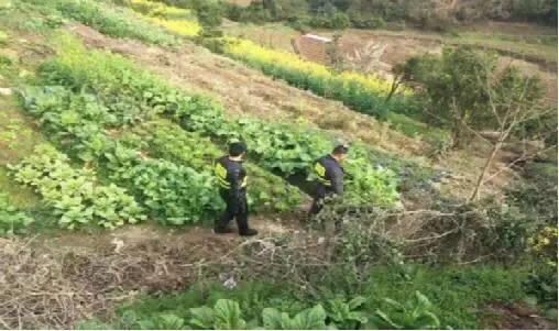 农民用土方治好类风湿性关节炎,老农治疗风湿关节疼