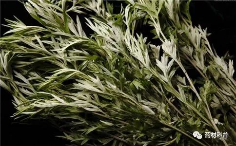 艾叶不适应什么体质的人,艾叶生姜花椒水泡脚禁忌人群