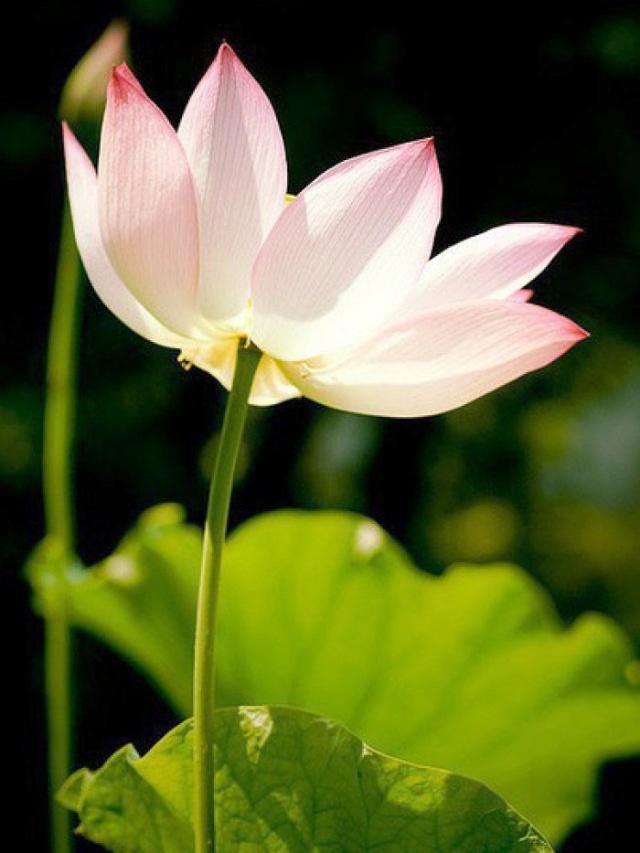 心灵鸡汤经典语录感悟人生正能量,2018感悟人生的说说心灵鸡汤语录