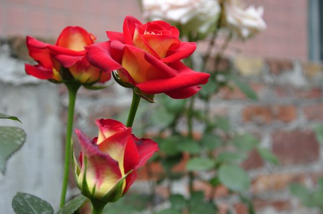 乡村小院改造老房子,乡村小院花园