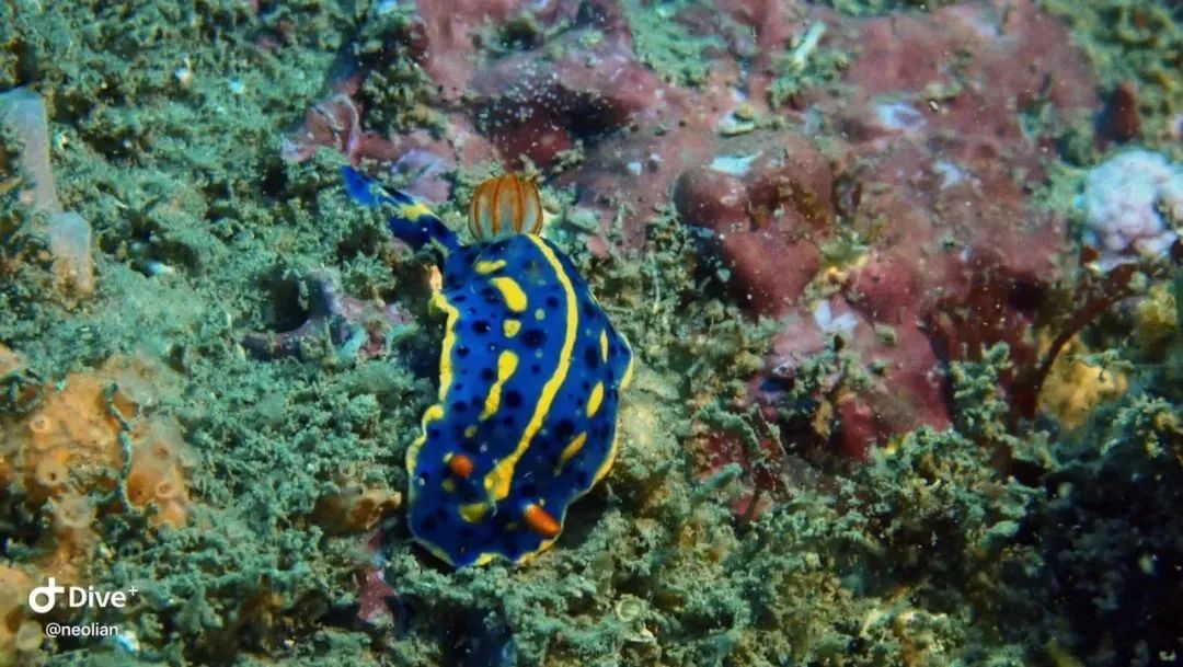 厦门不止鼓浪屿,厦门不止有海还有茉莉花