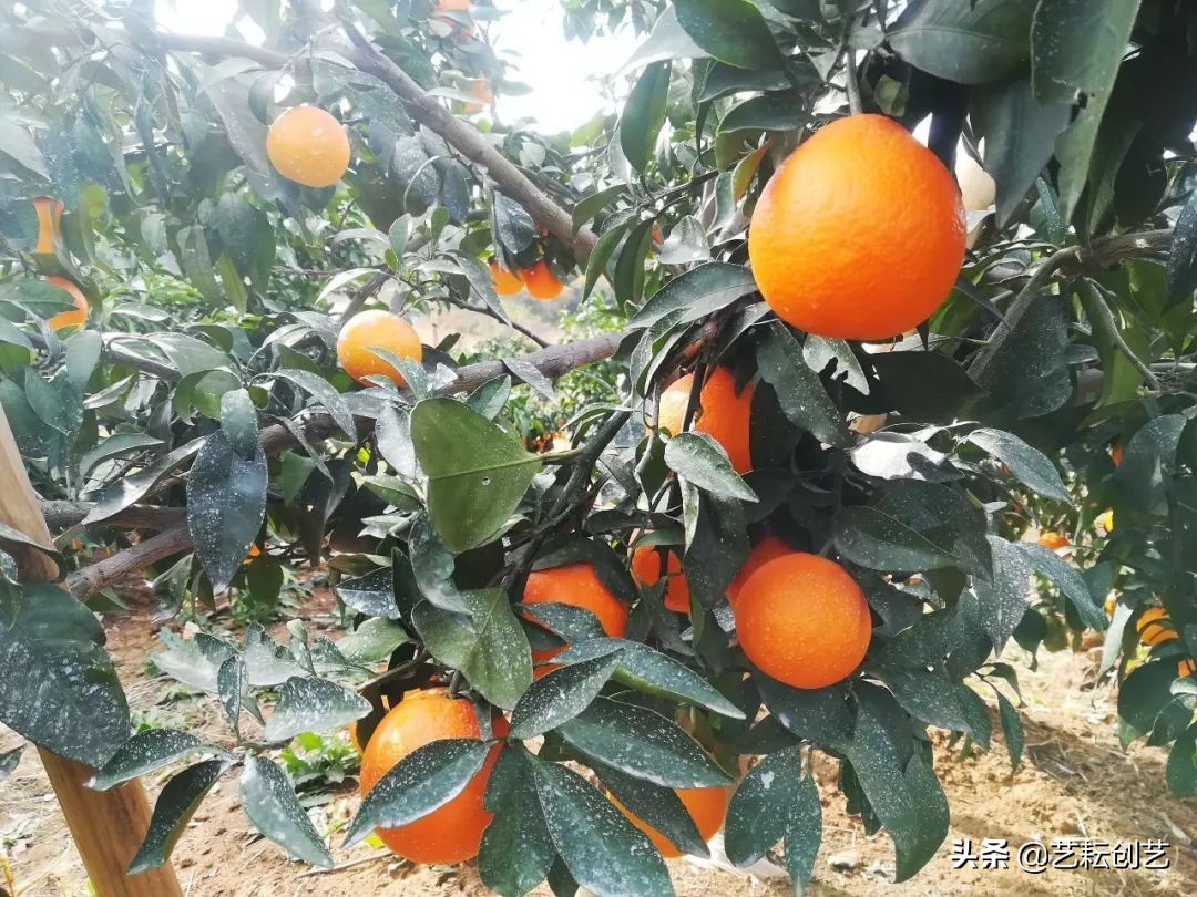 湖北标志性农产品,全国农产品地理标志目录四川