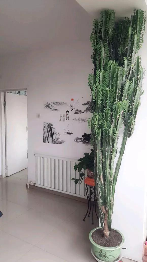 客厅养绿植养几棵最合适,室内适合养什么树一年四季