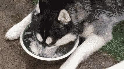 10个你一定不知道的动物冷知识,1000个牛动物有趣的冷知识