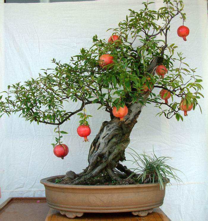 除了石榴还有什么象征多子多福,石榴代表多子多福桃子代表什么