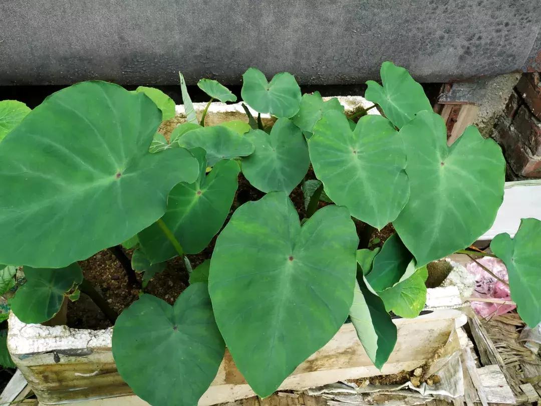 这6种菜根不要丢,哪4种菜根不能丢在家盆栽