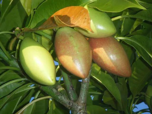 海边的芒果,海南芒果金煌芒芒果花