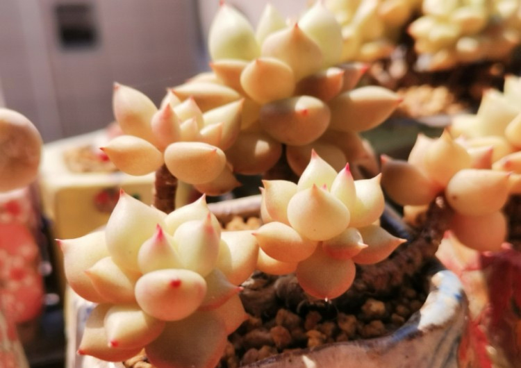 养多肉注意事项,养多肉的感悟熬过冬季